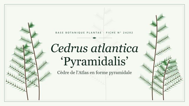 Cedrus atlantica pyramidalis : décryptage Planche botanique stylisée de Cedrus atlantica ‘Pyramidalis’ (Cèdre de l'Atlas en forme pyramidale)