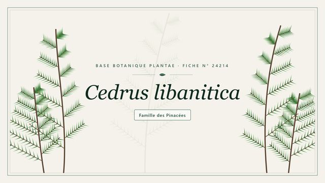 Cedrus libanitica : ce qu'il faut savoir Planche botanique stylisée de Cedrus libanitica, famille des Pinacées