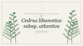 Planche botanique stylisée de Cedrus libanotica subsp. atlantica, famille des Pinacées