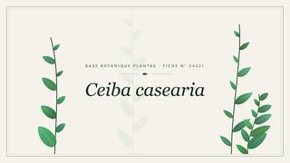 Planche botanique stylisée de Ceiba casearia