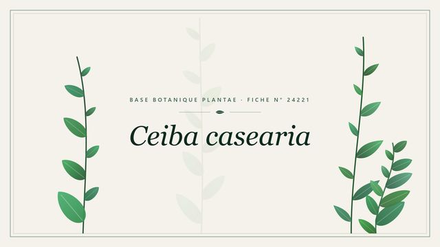 Ceiba casearia : fiche descriptive et taxonomie Planche botanique stylisée de Ceiba casearia