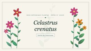 Planche botanique stylisée de Celastrus crenatus, famille des Celastraceae