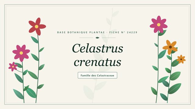 Celastrus crenatus : conseils et analyse Planche botanique stylisée de Celastrus crenatus, famille des Celastraceae