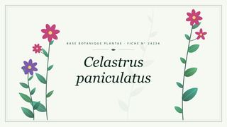 Planche botanique stylisée de Celastrus paniculatus