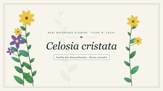 Planche botanique stylisée de Celosia cristata, famille des Amaranthacées