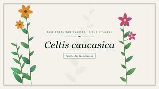 Planche botanique stylisée de Celtis caucasica, famille des Cannabaceae
