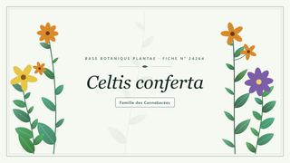 Planche botanique stylisée de Celtis conferta, famille des Cannabacées
