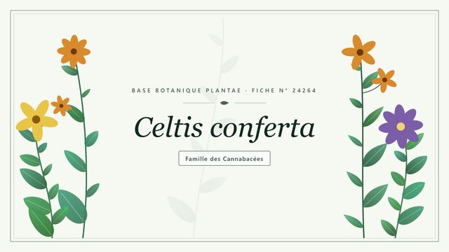 Celtis conferta : comment s'y retrouver Planche botanique stylisée de Celtis conferta, famille des Cannabacées
