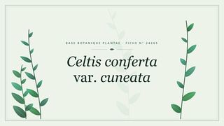 Planche botanique stylisée de Celtis conferta var. cuneata