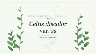 Planche botanique stylisée de Celtis discolor var. ss, famille des Cannabacées