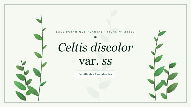 Celtis discolor var. ss : les bases Planche botanique stylisée de Celtis discolor var. ss, famille des Cannabacées