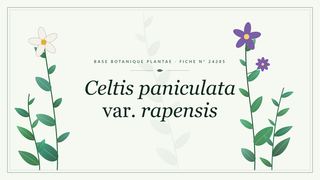 Planche botanique stylisée de Celtis paniculata var. rapensis