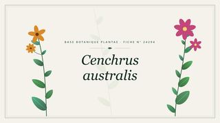 Planche botanique stylisée de Cenchrus australis