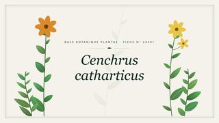 Planche botanique stylisée de Cenchrus catharticus