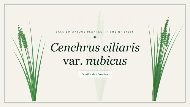Cenchrus ciliaris var. nubicus : ce qu'il faut savoir Planche botanique stylisée de Cenchrus ciliaris var. nubicus, famille des Poacées