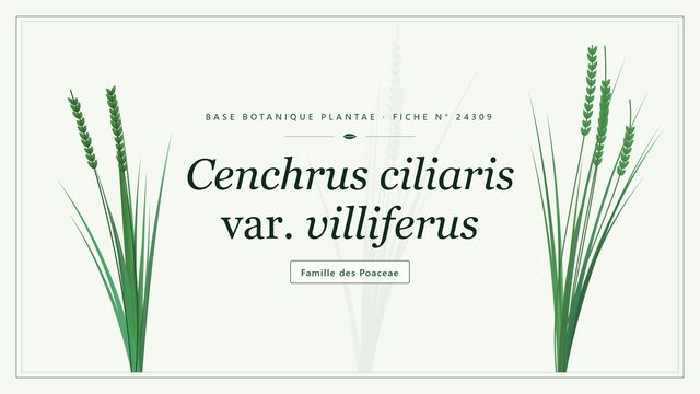 Cenchrus ciliaris var. villiferus Planche botanique stylisée de Cenchrus ciliaris var. villiferus, famille des Poaceae