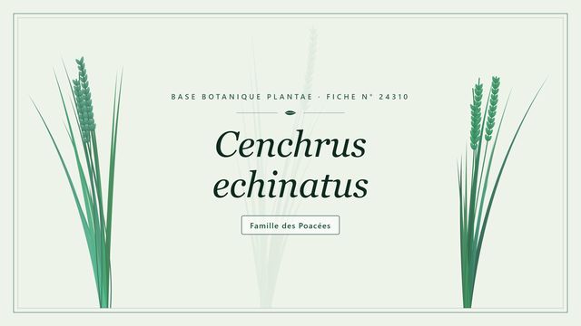 Cenchrus echinatus : notre analyse Planche botanique stylisée de Cenchrus echinatus, famille des Poacées