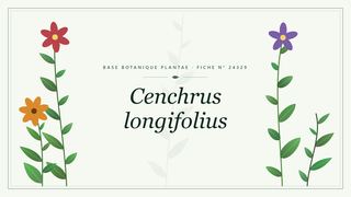 Planche botanique stylisée de Cenchrus longifolius