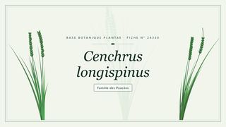 Planche botanique stylisée de Cenchrus longispinus, famille des Poacées