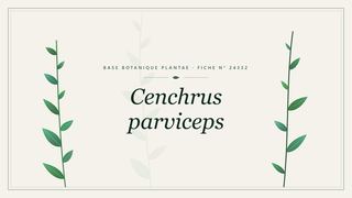 Planche botanique stylisée de Cenchrus parviceps