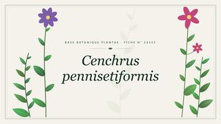 Planche botanique stylisée de Cenchrus pennisetiformis