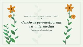Planche botanique stylisée de Cenchrus pennisetiformis var. intermedius (Gramìnée afro-asiatique)