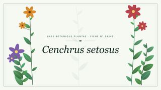 Planche botanique stylisée de Cenchrus setosus