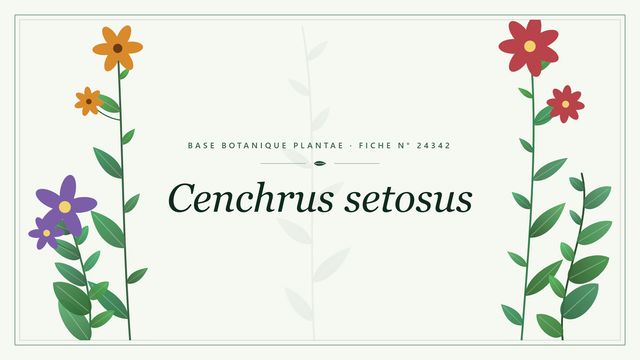 Cenchrus setosus : fiche descriptive et taxonomie Planche botanique stylisée de Cenchrus setosus