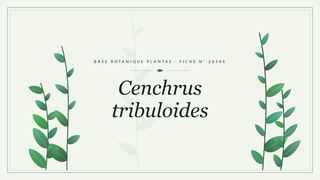Planche botanique stylisée de Cenchrus tribuloides