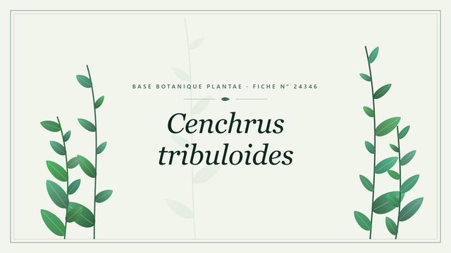 Cenchrus tribuloides : fiche descriptive et taxonomie Planche botanique stylisée de Cenchrus tribuloides