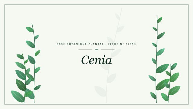 Cenia : fiche descriptive et taxonomie Planche botanique stylisée de Cenia