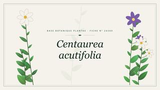 Planche botanique stylisée de Centaurea acutifolia