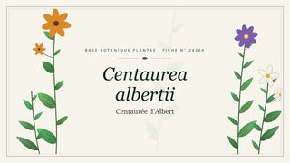 Planche botanique stylisée de Centaurea albertii (Centaurée d’Albert)