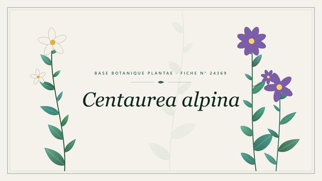 Centaurea alpina : fiche descriptive et taxonomie Planche botanique stylisée de Centaurea alpina