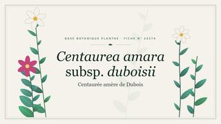 Planche botanique stylisée de Centaurea amara subsp. duboisii (Centaurée amère de Dubois)