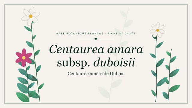 Centaurea amara subsp. duboisii Planche botanique stylisée de Centaurea amara subsp. duboisii (Centaurée amère de Dubois)