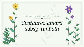Planche botanique stylisée de Centaurea amara subsp. timbalii