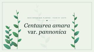 Planche botanique stylisée de Centaurea amara var. pannonica