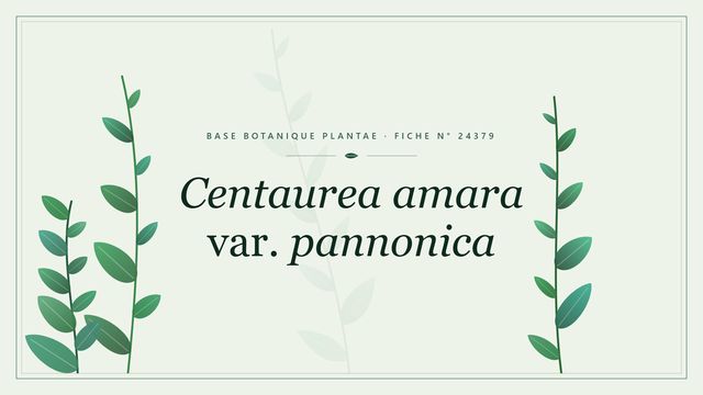 Centaurea amara var. pannonica : fiche descriptive et taxonomie Planche botanique stylisée de Centaurea amara var. pannonica