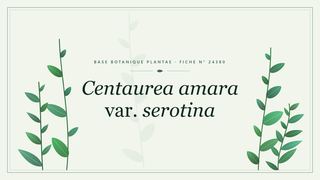 Planche botanique stylisée de Centaurea amara var. serotina