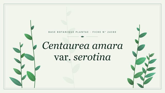 Centaurea amara var. serotina : fiche descriptive et taxonomie Planche botanique stylisée de Centaurea amara var. serotina