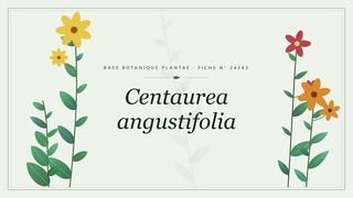 Planche botanique stylisée de Centaurea angustifolia