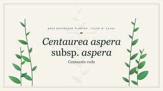 Planche botanique stylisée de Centaurea aspera subsp. aspera (Centaurée rude)