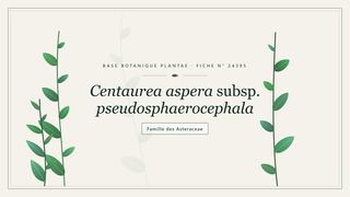 Planche botanique stylisée de Centaurea aspera subsp. pseudosphaerocephala, famille des Asteraceae
