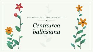 Planche botanique stylisée de Centaurea balbisiana