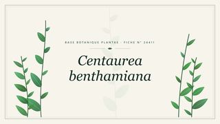 Planche botanique stylisée de Centaurea benthamiana