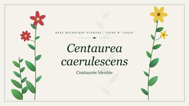 Centaurea caerulescens : décryptage Planche botanique stylisée de Centaurea caerulescens (Centaurée bleutée)