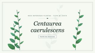 Planche botanique stylisée de Centaurea caerulescens, famille des Asteracées