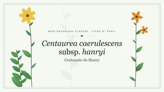 Planche botanique stylisée de Centaurea caerulescens subsp. hanryi (Centaurée de Hanry)