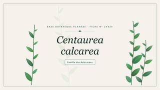 Planche botanique stylisée de Centaurea calcarea, famille des Astéracées